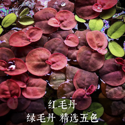 鱼缸造景肚兜浮萍水草圆心萍槐叶萍红毛丹水边水草活体造景装饰 - 图2