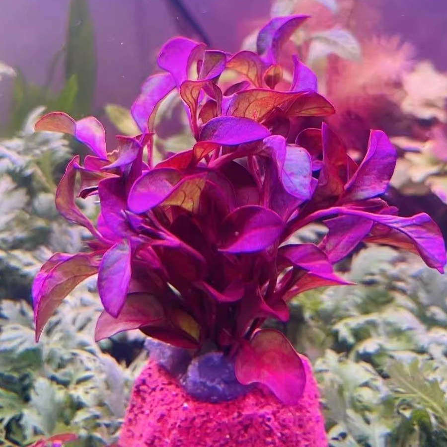 红波坨草自带营养底座养鱼水草绿波植物红色阴性好养活新手淡水,淘宝优惠券,粉丝福利购,淘宝优惠卷
