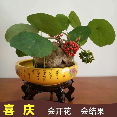 藤本皇后山乌龟带芽包活好养室内盆栽多肉植物花盆小黄龟阳台爬藤 - 图0