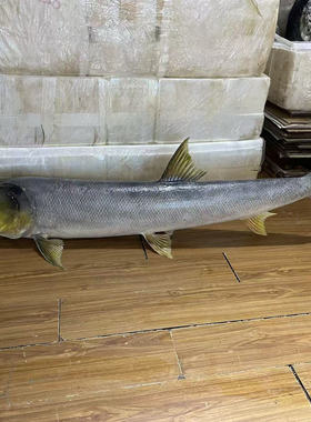 标本生物模型科普教学大型鱼定制