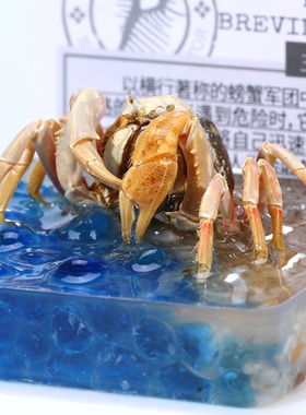 辛巴日记生物标本摆件节日礼科普