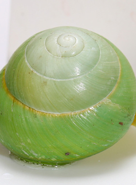 海洋贝壳标本匣绿苹果蜗牛黄蜡芋螺创意桌面收藏摆件孩子生日礼物