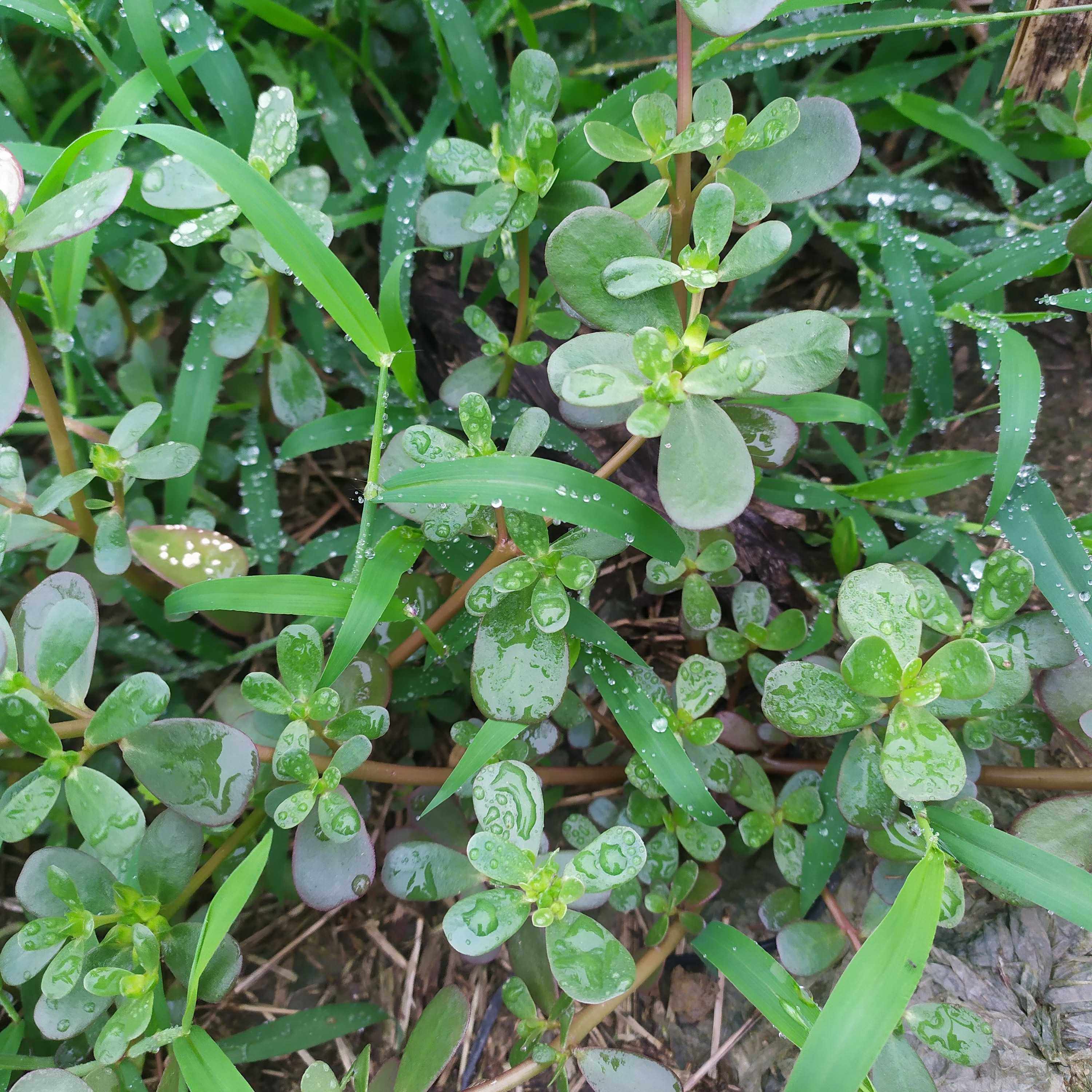 新鲜马齿苋马齿苋菜老鼠耳猪母菜野菜马蜂菜长命菜长寿菜1斤包邮,淘宝优惠券,粉丝福利购,淘宝优惠卷