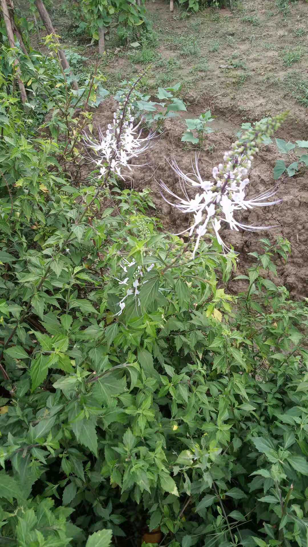 包邮潮汕青草药新鲜枝叶现采现发猫须草肾茶猫须公_虎窝淘