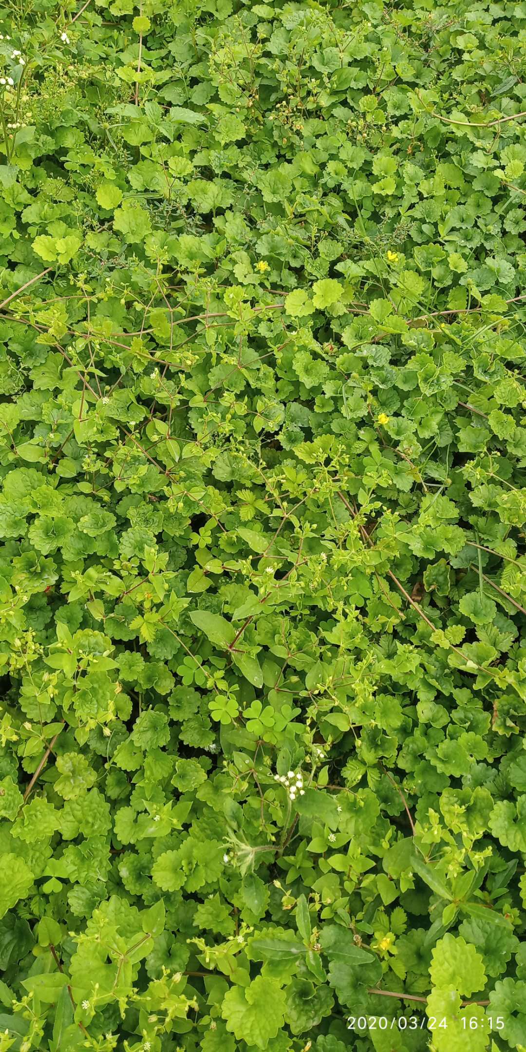 包邮潮汕青草药新鲜现采透骨消驳骨消接骨消连钱草-图0