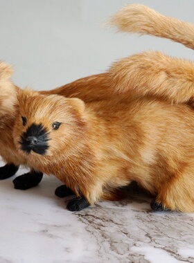 堂口黄家真身黄皮子黄鼬可烧替身