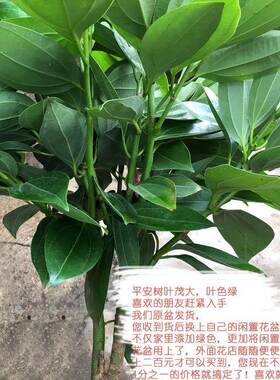 平安树盆栽中型观叶绿植台湾兰屿肉桂四季常青花卉客厅办公室植物