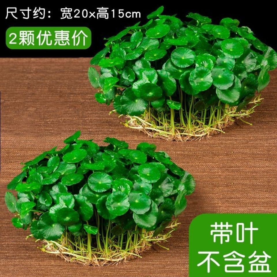 铜钱草水培土培盆栽室内花招财金钱草绿植花草好养易活特价包邮 - 图0