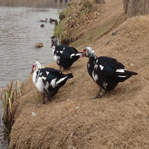 农家江河放养番鸭土鸭母鸭飞鸭红头鸭腾鸭洋鸭瘤头鸭老鸭子新鲜 - 图1