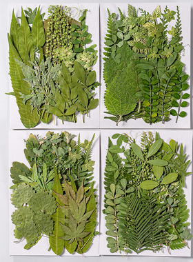 真树叶植物标本 幼儿园手工贴画干花压花DIY写真贴脸装饰干花妆