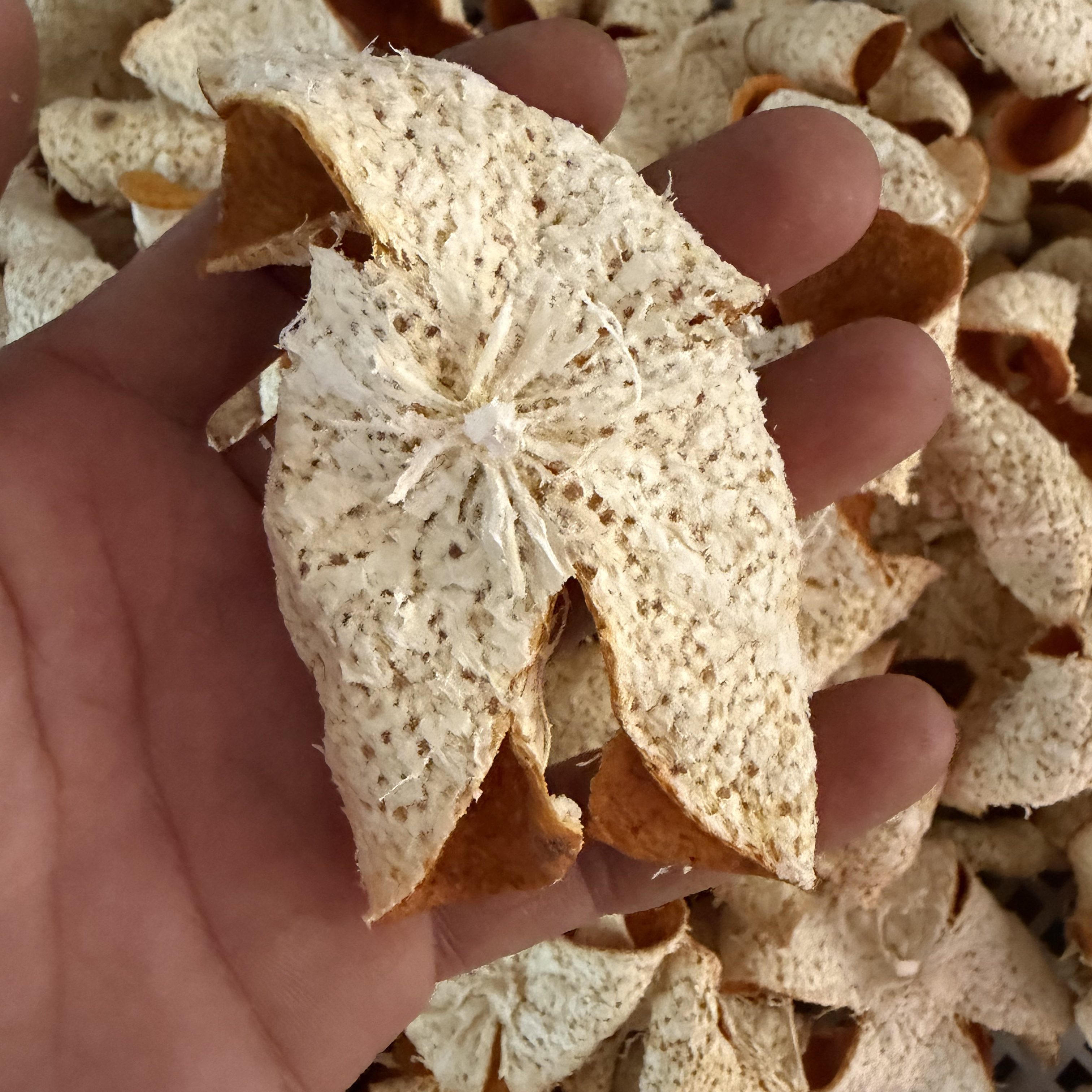 茶坑果农2025年正宗新会陈皮柑8年老树圈枝冬后大红柑皮,淘宝优惠券,粉丝福利购,淘宝优惠卷