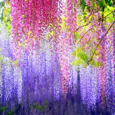 紫藤花树苗爬藤攀爬围墙庭院植物老桩盆栽花苗藤蔓紫藤萝花卉包邮 - 图0