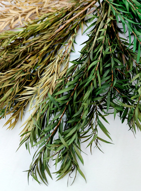 diy天然干花千层金干叶永生花材