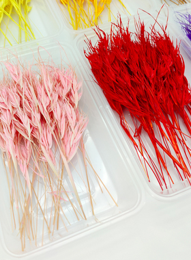 diy批发盒装天然干花迷你天堂鸟