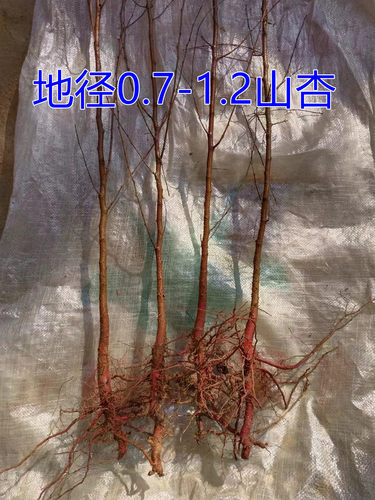 杏树 杏子 杏树苗 杏 杏子树苗 占地苗 砧木 山杏 实生苗 果树苗 - 图2