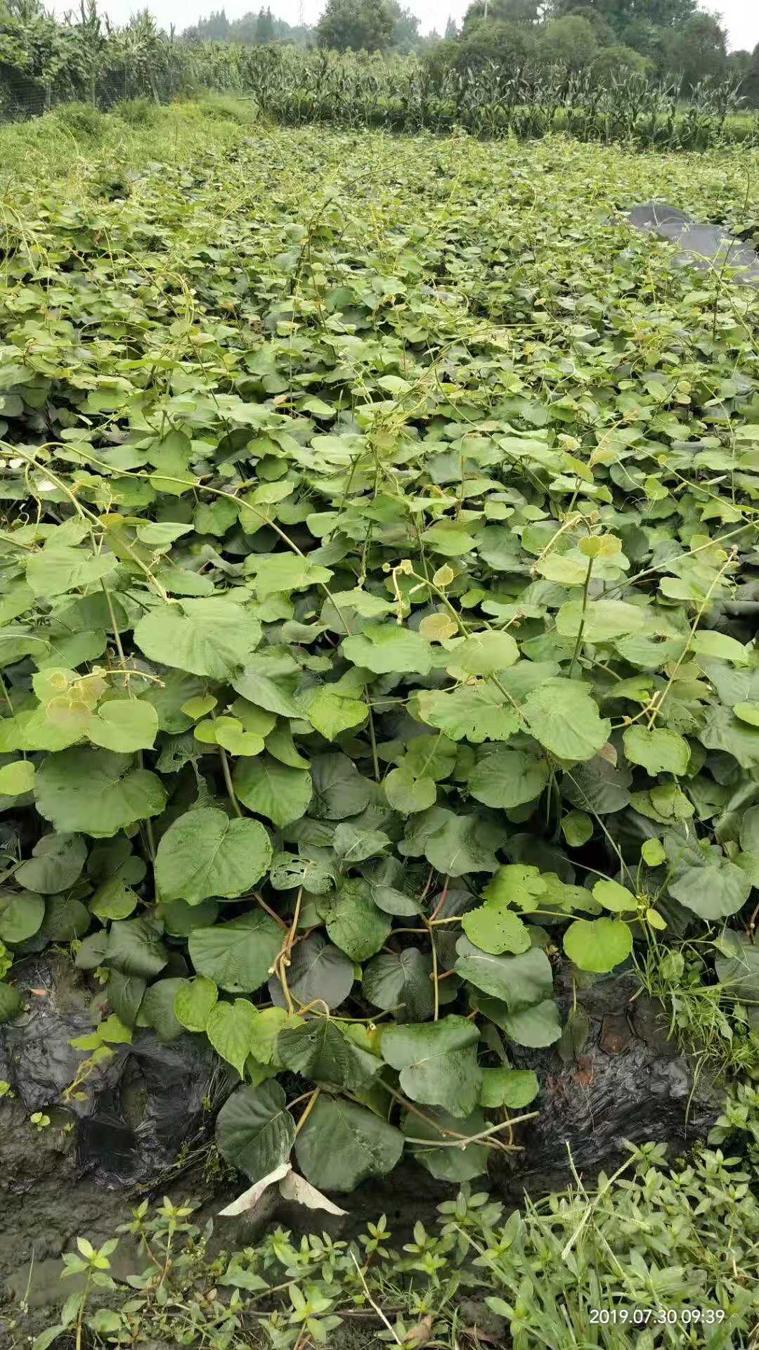 红心猕猴桃树苗红阳徐香翠香G3G9新西兰黄金果金红50猕猴桃嫁接苗,淘宝优惠券,粉丝福利购,淘宝优惠卷