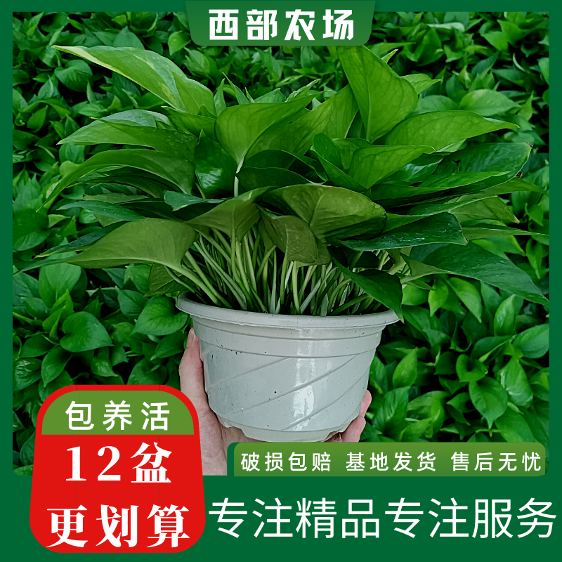 绿萝盆栽植物室内绿植吸甲醛净化空气大盆吊兰花卉土培绿箩可长藤 - 图0