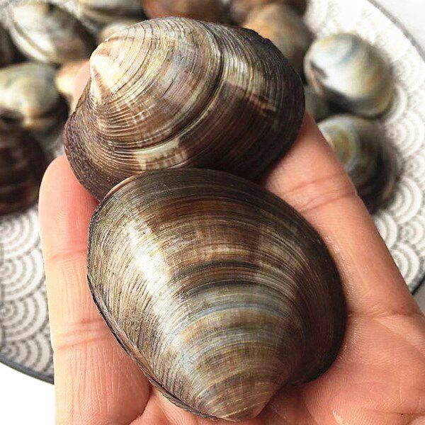 海鲜贝类鲜活红贝蛤蜊新鲜文蛤野生美贝一点红四不像包邮250g