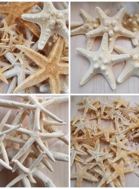贝壳海螺海星汇集贝壳海螺汇集