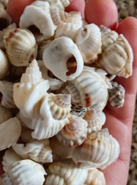 海底洋天然海螺贝壳厚唇织纹螺鱼缸造景装饰diy手工微景观材料
