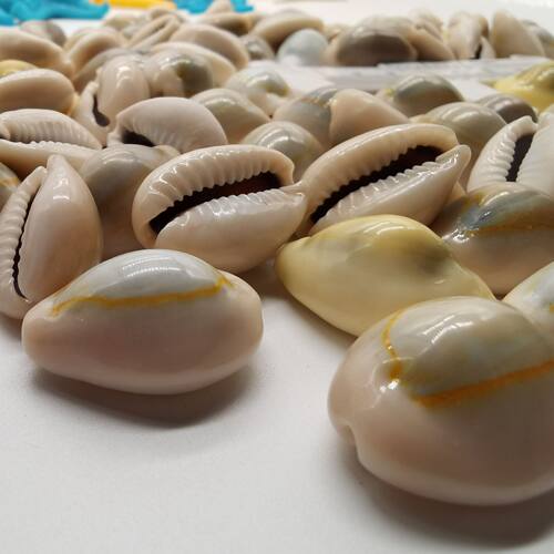 【海底洋】正品天然贝壳海螺白色金边钱古钱币药用风水手工饰品 - 图0