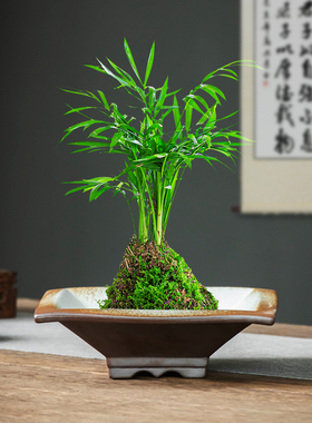 复古苔藓球绿植专用托盘盆器皿无孔花盆陶瓷高脚简约水培盆栽摆件