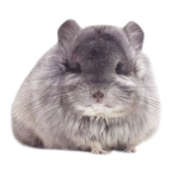 Pure Breed Totoro Live House Cubs Baby Silver Paper