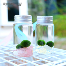 Водоросли мяч 包邮marimo马里莫海藻球微景观生态瓶迷你水培植物随身瓶营养液