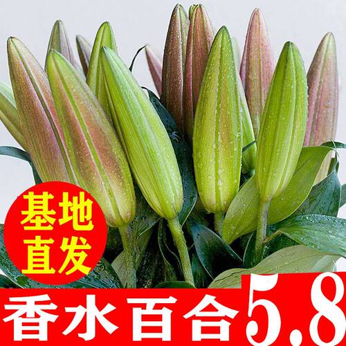 香水百合鲜花云南基地直发水培多头鲜切花花束插花插瓶多重瓣花卉 - 图2