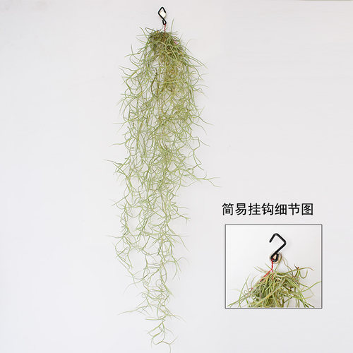 空气凤梨无土植物空气草松萝老人须组合挂饰办公室垂吊绿植 - 图2