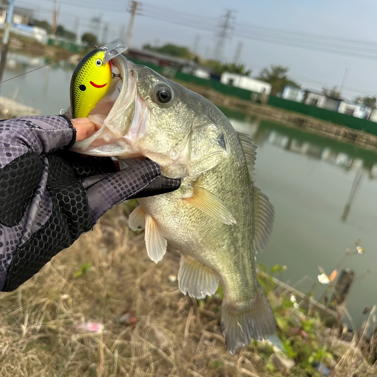 Strike King 1.5HK 方舌小胖子浮水12g潜水路亚鱼饵响珠鲈鱼假饵,淘宝优惠券,粉丝福利购,淘宝优惠卷