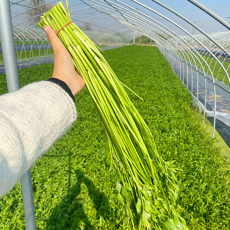 江苏水芹菜新鲜野芹菜坏烂包赔泡沫冰袋发货时令净菜当季食用蔬菜 - 图0