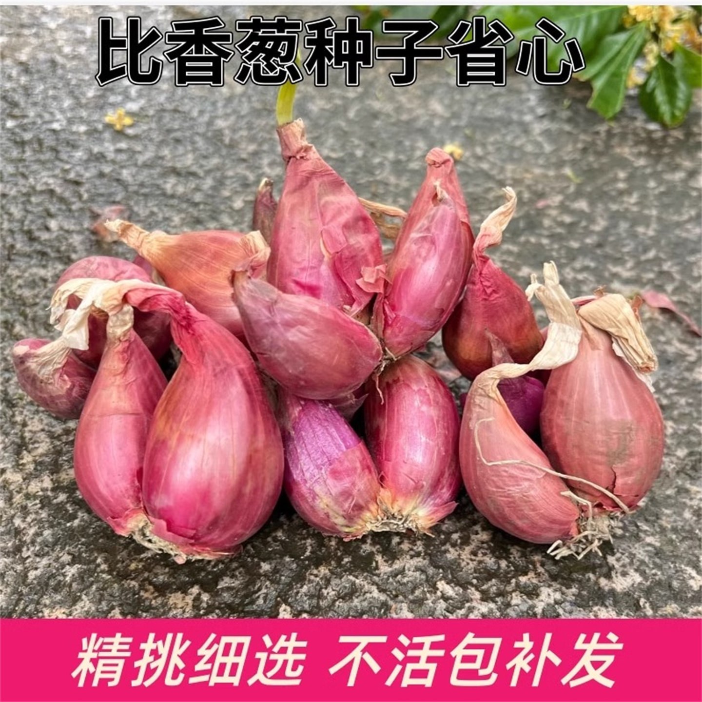 葱类新鲜红葱头蔬菜葱头葱头种小葱葱头种四季小香葱火葱头四川葱,淘宝优惠券,粉丝福利购,淘宝优惠卷