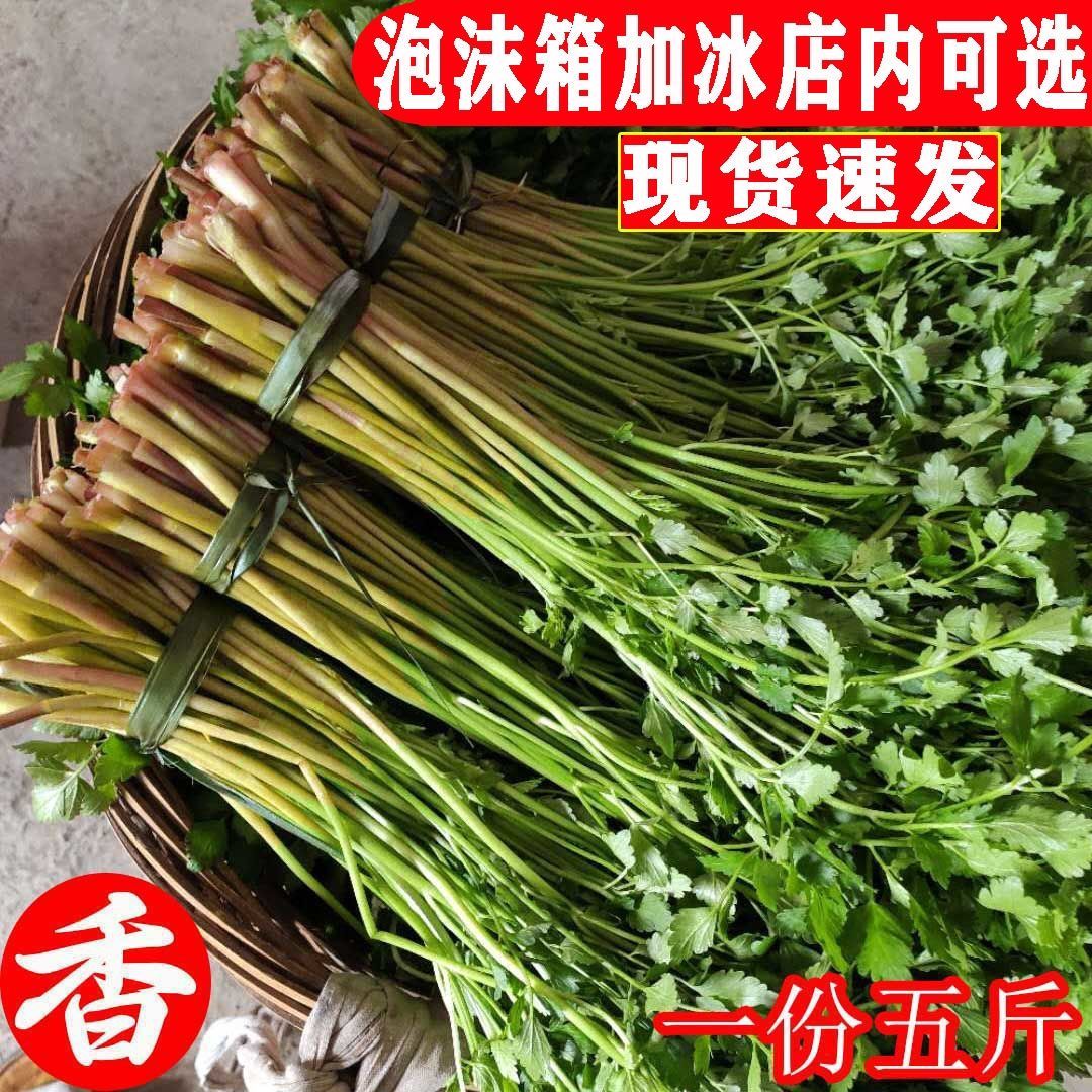 江苏水芹菜新鲜芹菜河芹现发包邮无节非去叶野生叶芹时令净菜蔬菜 - 图2