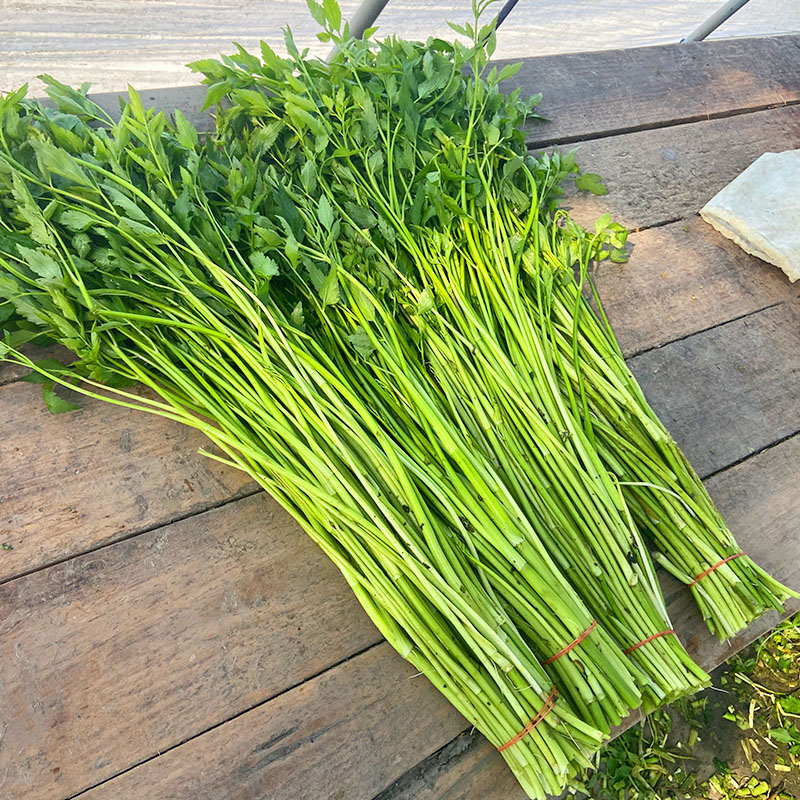 江苏水芹菜新鲜野芹菜坏烂包赔泡沫冰袋发货时令净菜当季食用蔬菜 - 图2