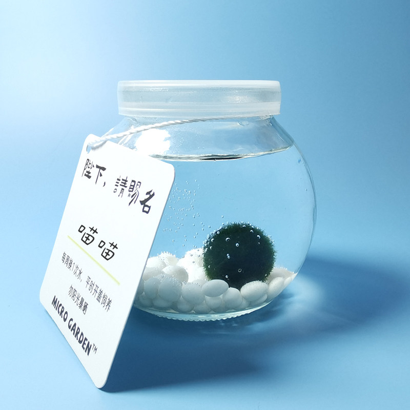 Marimo海藻球生态瓶马里莫创意迷你植物送朋友礼物礼盒水草绿藻球,淘宝优惠券,粉丝福利购,淘宝优惠卷