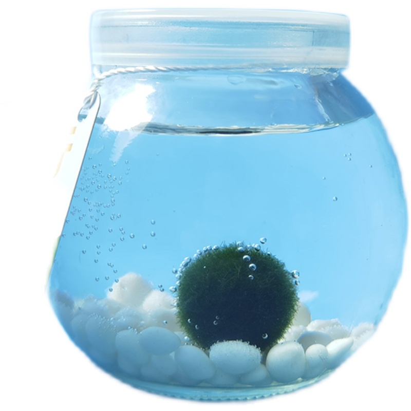 Marimo海藻球生态瓶马里莫创意迷你植物送朋友礼物礼盒水草绿藻球,淘宝优惠券,粉丝福利购,淘宝优惠卷