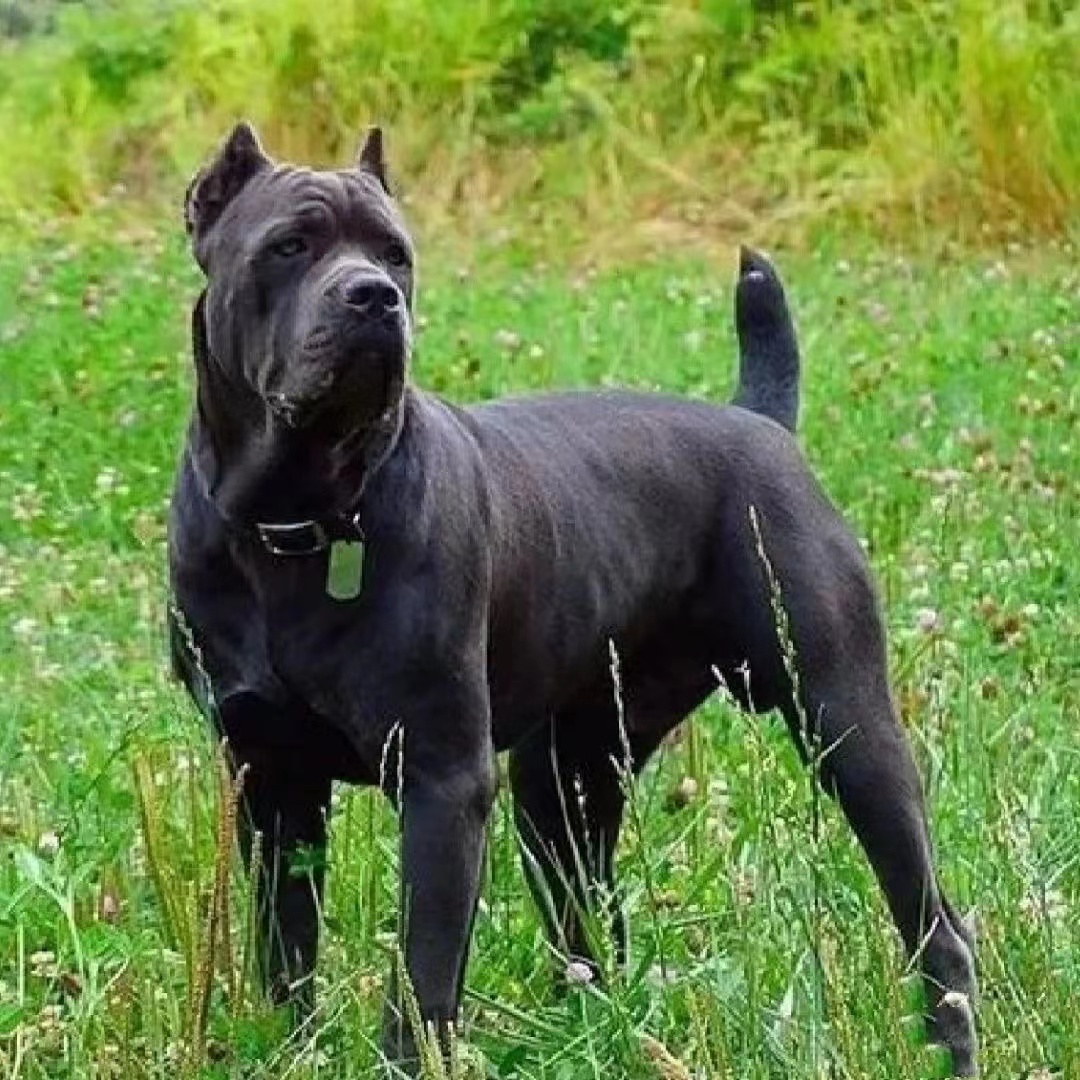 纯种卡斯罗幼犬活体猛犬护卫犬意大利卡斯罗大型犬警犬看家护院 - 图2