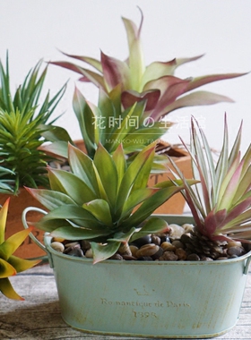 仿真多肉植物龙舌兰组合摆放假花