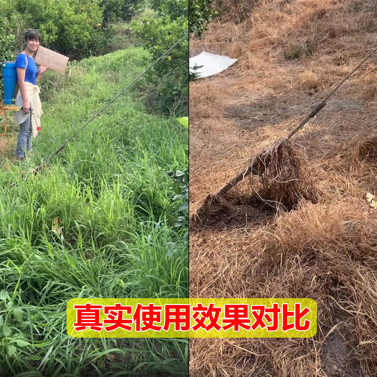 收成兴777草甘膦铵胺盐干磷除草剂果树茶叶园空荒地杂草烂根农药 - 图2