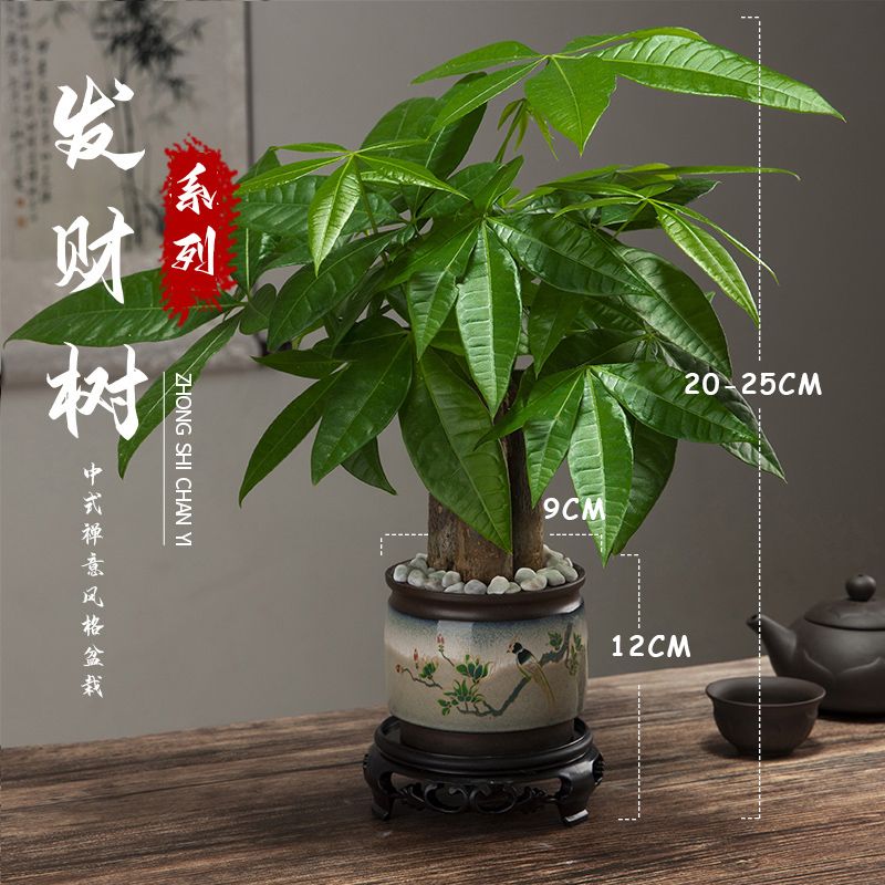 发财树小盆栽花卉绿植物办公室内吸甲醛绿萝文竹水培发财树好养 - 图1