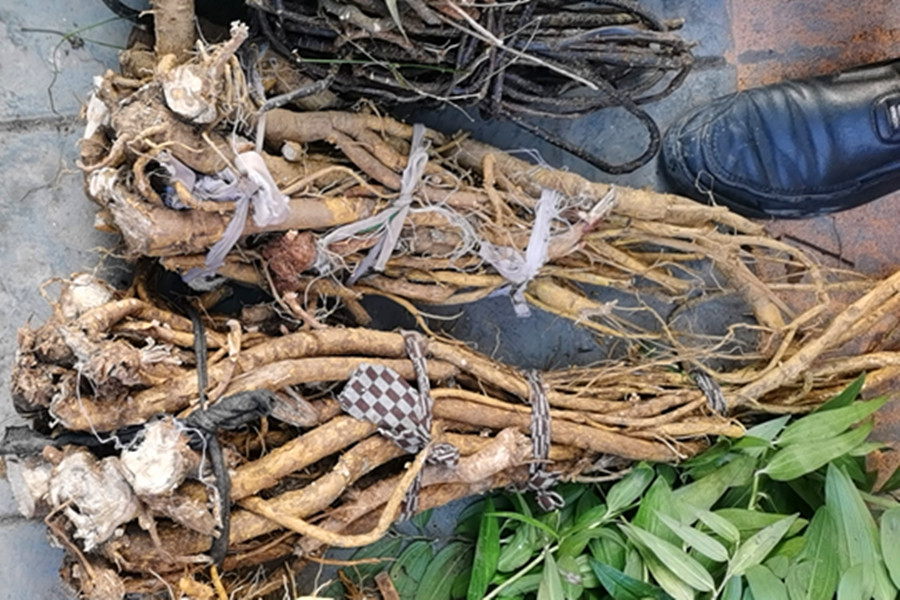 贵州食用新鲜苦参根 中药材山槐根整根湿货野槐根苦骨茶地参500克 - 图1