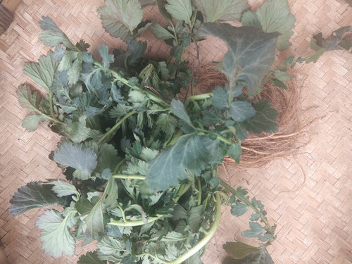 新晒兰布正中药材干货全草500克 贵州蓝布正水杨梅路边青南布正 - 图3