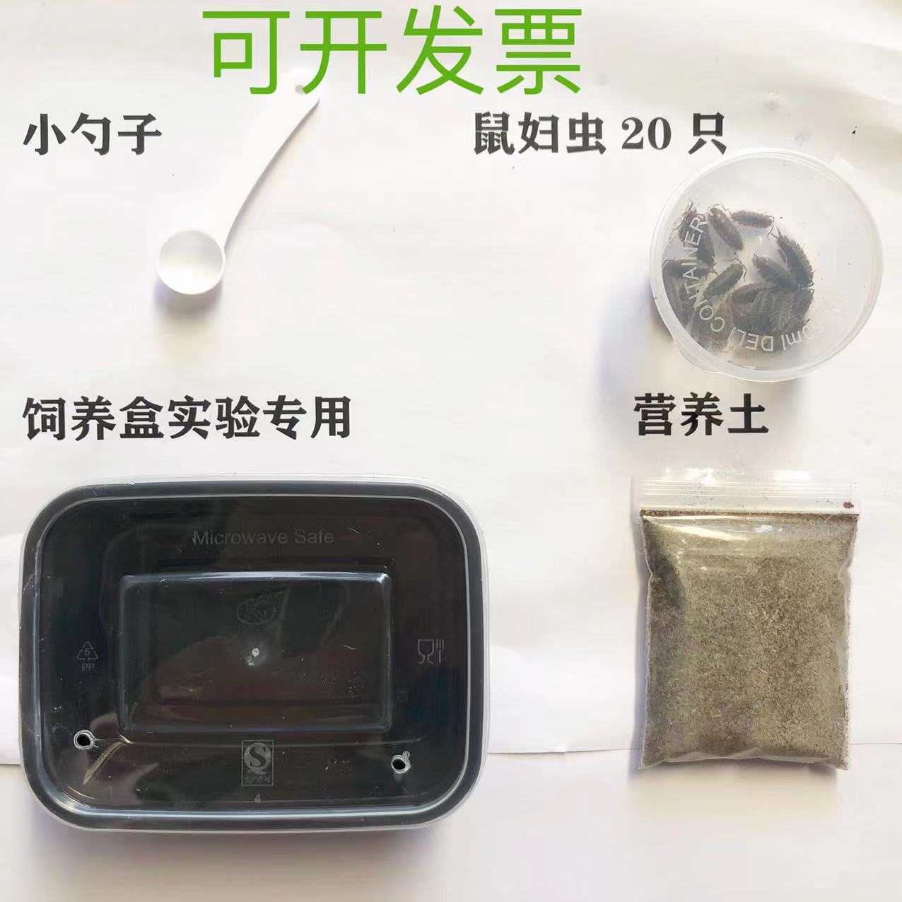 顺丰包邮包活鼠妇虫潮虫子西瓜虫湿湿虫饲养套装学生物实验昆虫-图2