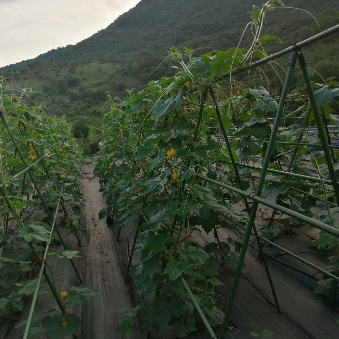 黄瓜架豆角丝瓜葡萄架百香果苦瓜番茄月季爬藤支架户外庭院架子 - 图2