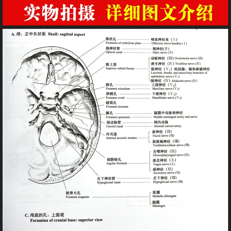 赠画笔 奈特解剖涂色书第2版医学版《秘密花园》人体解剖图谱涂色解剖结构工具书解剖学要点专业临床医学涂色书解剖学 - 图1