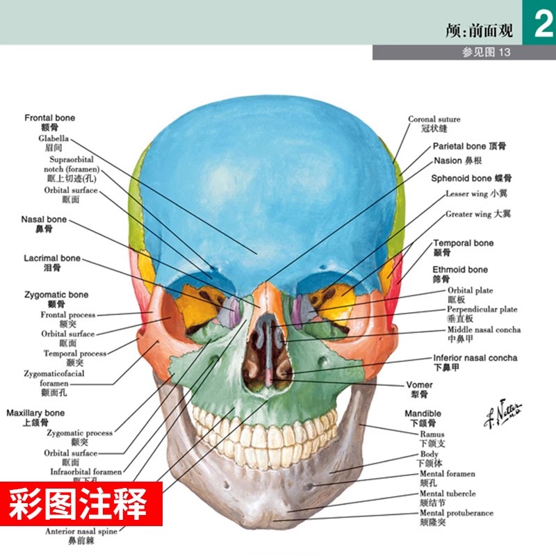 奈特人体解剖学彩色图谱 第8八版 翻译新版临床医学外科学教材书系统局部解刨学解破学书籍人卫图鉴正常医学全彩格氏耐特基础法医 - 图2