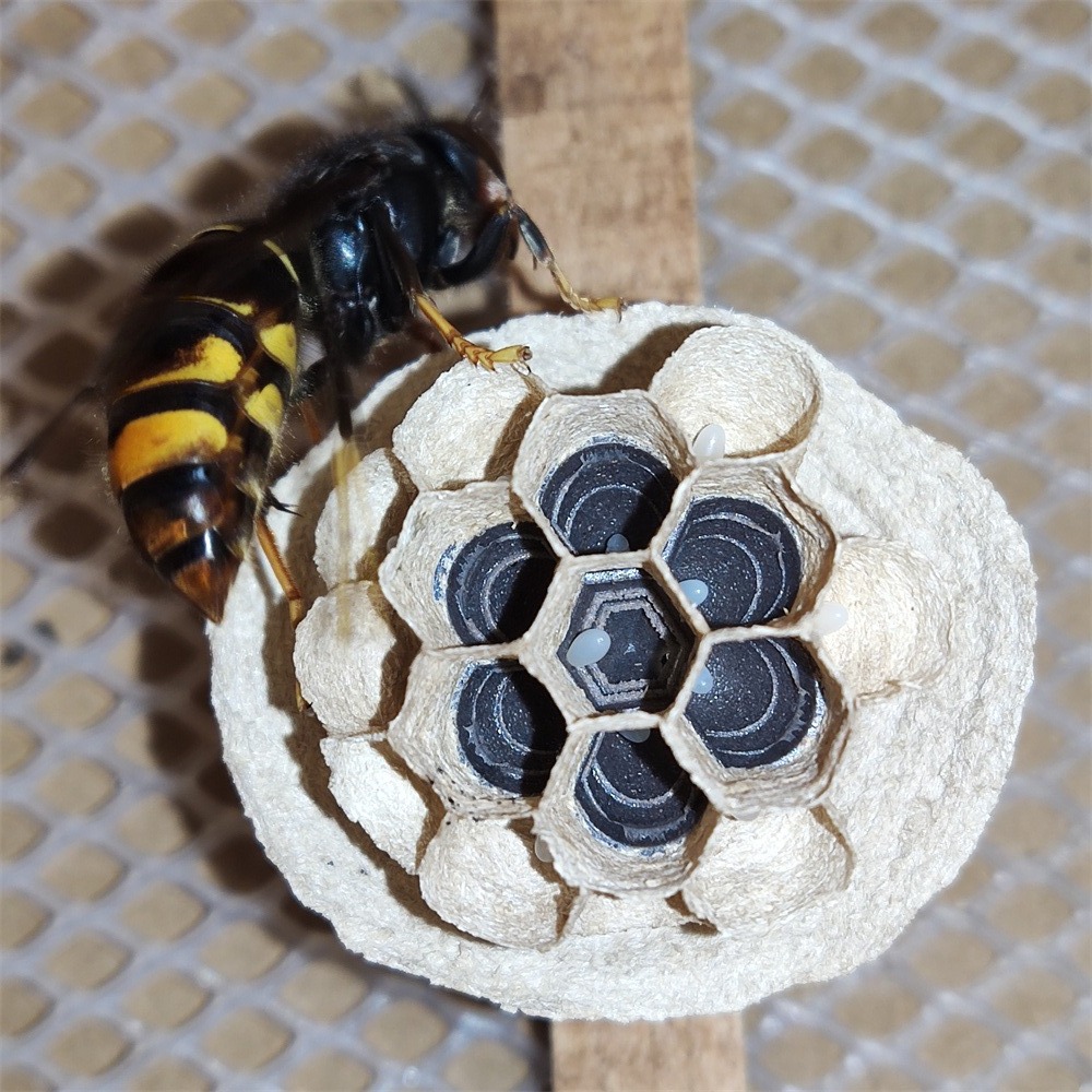 胡蜂3D人工模压蜂巢红娘金环大黑尾虎头蜂王黄脚黑盾葫芦蜂活动区-图1