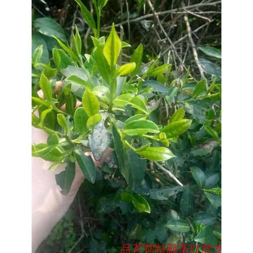 26新茶狗牯脑茶明前茶江西绿茶遂川狗古脑特级500克送罐可配礼盒 - 图2