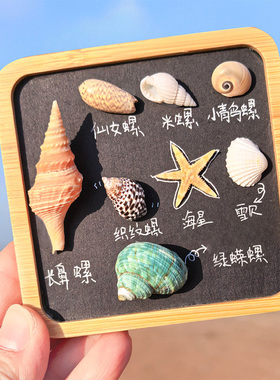 海洋贝壳海螺手工冰箱贴标本地中海风木质格子收纳创意文创纪念品